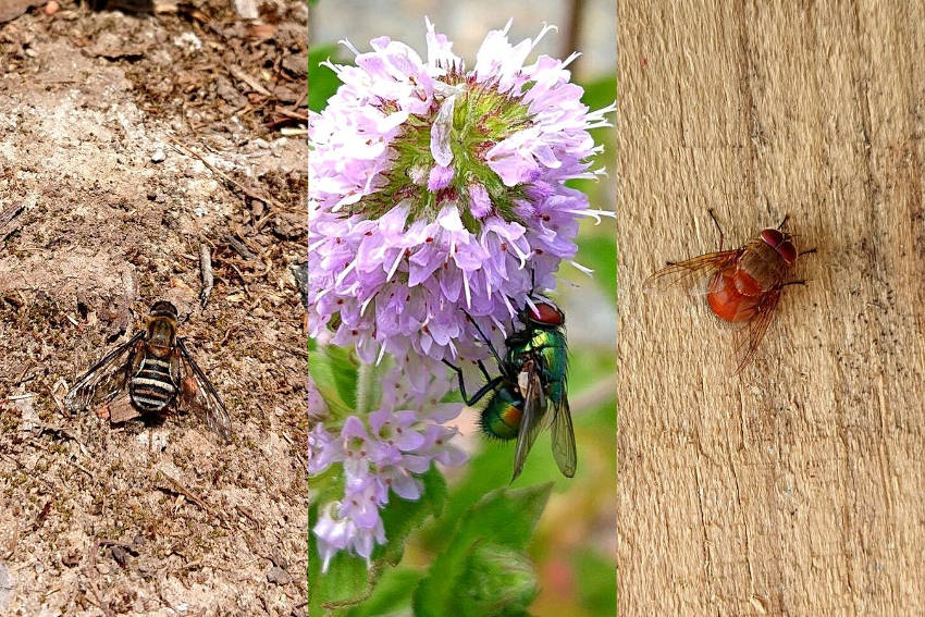 Flies. Bee fly, green bottle fly, reddish brown blowfly.